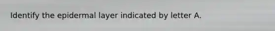 Identify the epidermal layer indicated by letter A.
