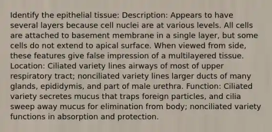 Identify the epithelial tissue: Description: Appears to have several layers because cell nuclei are at various levels. All cells are attached to basement membrane in a single layer, but some cells do not extend to apical surface. When viewed from side, these features give false impression of a multilayered tissue. Location: Ciliated variety lines airways of most of upper respiratory tract; nonciliated variety lines larger ducts of many glands, epididymis, and part of male urethra. Function: Ciliated variety secretes mucus that traps foreign particles, and cilia sweep away mucus for elimination from body; nonciliated variety functions in absorption and protection.