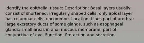 Identify the epithelial tissue: Description: Basal layers usually consist of shortened, irregularly shaped cells; only apical layer has columnar cells; uncommon. Location: Lines part of urethra; large excretory ducts of some glands, such as esophageal glands; small areas in anal mucous membrane; part of conjunctiva of eye. Function: Protection and secretion.