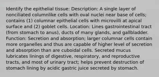 Identify the epithelial tissue: Description: A single layer of nonciliated columnlike cells with oval nuclei near base of cells; contains (1) columnar epithelial cells with microvilli at apical surface and (2) goblet cells. Location: Lines gastrointestinal tract (from stomach to anus), ducts of many glands, and gallbladder. Function: Secretion and absorption; larger columnar cells contain more organelles and thus are capable of higher level of secretion and absorption than are cuboidal cells. Secreted mucus lubricates linings of digestive, respiratory, and reproductive tracts, and most of urinary tract; helps prevent destruction of stomach lining by acidic gastric juice secreted by stomach.