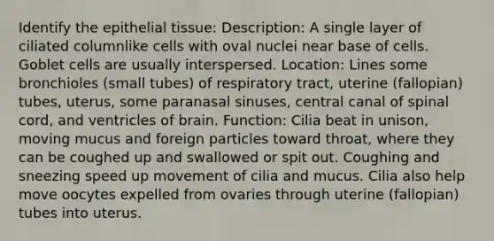 Identify the epithelial tissue: Description: A single layer of ciliated columnlike cells with oval nuclei near base of cells. Goblet cells are usually interspersed. Location: Lines some bronchioles (small tubes) of respiratory tract, uterine (fallopian) tubes, uterus, some paranasal sinuses, central canal of spinal cord, and ventricles of brain. Function: Cilia beat in unison, moving mucus and foreign particles toward throat, where they can be coughed up and swallowed or spit out. Coughing and sneezing speed up movement of cilia and mucus. Cilia also help move oocytes expelled from ovaries through uterine (fallopian) tubes into uterus.