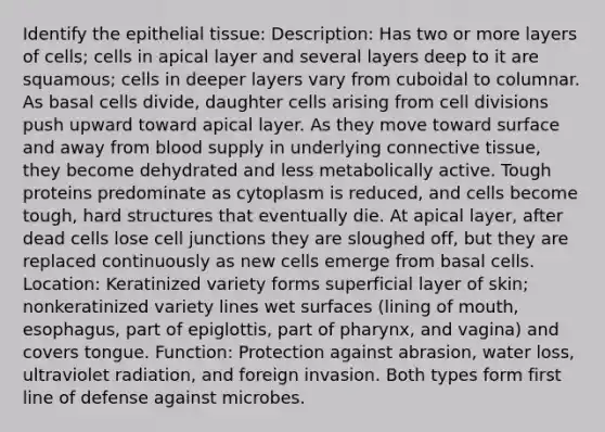 Identify the epithelial tissue: Description: Has two or more layers of cells; cells in apical layer and several layers deep to it are squamous; cells in deeper layers vary from cuboidal to columnar. As basal cells divide, daughter cells arising from cell divisions push upward toward apical layer. As they move toward surface and away from blood supply in underlying connective tissue, they become dehydrated and less metabolically active. Tough proteins predominate as cytoplasm is reduced, and cells become tough, hard structures that eventually die. At apical layer, after dead cells lose cell junctions they are sloughed off, but they are replaced continuously as new cells emerge from basal cells. Location: Keratinized variety forms superficial layer of skin; nonkeratinized variety lines wet surfaces (lining of mouth, esophagus, part of epiglottis, part of pharynx, and vagina) and covers tongue. Function: Protection against abrasion, water loss, ultraviolet radiation, and foreign invasion. Both types form first line of defense against microbes.