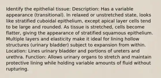 Identify the epithelial tissue: Description: Has a variable appearance (transitional). In relaxed or unstretched state, looks like stratified cuboidal epithelium, except apical layer cells tend to be large and rounded. As tissue is stretched, cells become flatter, giving the appearance of stratified squamous epithelium. Multiple layers and elasticity make it ideal for lining hollow structures (urinary bladder) subject to expansion from within. Location: Lines urinary bladder and portions of ureters and urethra. Function: Allows urinary organs to stretch and maintain protective lining while holding variable amounts of fluid without rupturing.