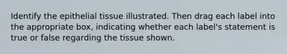 Identify the epithelial tissue illustrated. Then drag each label into the appropriate box, indicating whether each label's statement is true or false regarding the tissue shown.