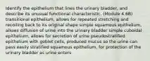 Identify the epithelium that lines the urinary bladder, and describe its unusual functional characteristic. (Module 4.6B) transitional epithelium, allows for repeated stretching and recoiling back to its original shape simple squamous epithelium, allows diffusion of urine into the urinary bladder simple cuboidal epithelium, allows for secretion of urine pseudostratified epithelium with goblet cells, produced mucus so the urine can pass easily stratified squamous epithelium, for protection of the urinary bladder as urine enters