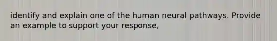 identify and explain one of the human neural pathways. Provide an example to support your response,