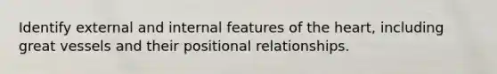 Identify external and internal features of the heart, including great vessels and their positional relationships.