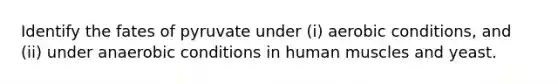 Identify the fates of pyruvate under (i) aerobic conditions, and (ii) under anaerobic conditions in <a href='https://www.questionai.com/knowledge/kIgPoJyJGl-human-muscle' class='anchor-knowledge'>human muscle</a>s and yeast.