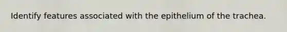 Identify features associated with the epithelium of the trachea.