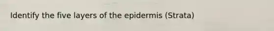 Identify the five layers of the epidermis (Strata)