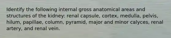 Identify the following internal gross anatomical areas and structures of the kidney: renal capsule, cortex, medulla, pelvis, hilum, papillae, column, pyramid, major and minor calyces, renal artery, and renal vein.