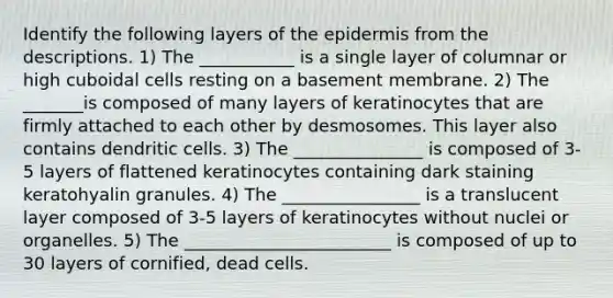 Identify the following layers of the epidermis from the descriptions. 1) The ___________ is a single layer of columnar or high cuboidal cells resting on a basement membrane. 2) The _______is composed of many layers of keratinocytes that are firmly attached to each other by desmosomes. This layer also contains dendritic cells. 3) The _______________ is composed of 3-5 layers of flattened keratinocytes containing dark staining keratohyalin granules. 4) The ________________ is a translucent layer composed of 3-5 layers of keratinocytes without nuclei or organelles. 5) The ________________________ is composed of up to 30 layers of cornified, dead cells.