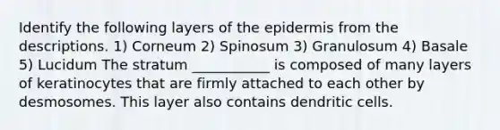 Identify the following layers of the epidermis from the descriptions. 1) Corneum 2) Spinosum 3) Granulosum 4) Basale 5) Lucidum The stratum ___________ is composed of many layers of keratinocytes that are firmly attached to each other by desmosomes. This layer also contains dendritic cells.