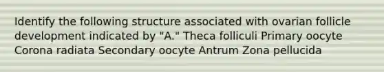 Identify the following structure associated with ovarian follicle development indicated by "A." Theca folliculi Primary oocyte Corona radiata Secondary oocyte Antrum Zona pellucida