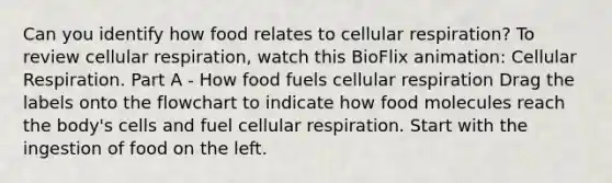 Can you identify how food relates to cellular respiration? To review cellular respiration, watch this BioFlix animation: Cellular Respiration. Part A - How food fuels cellular respiration Drag the labels onto the flowchart to indicate how food molecules reach the body's cells and fuel cellular respiration. Start with the ingestion of food on the left.