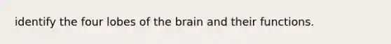 identify the four lobes of the brain and their functions.