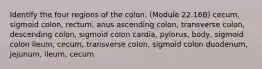 Identify the four regions of the colon. (Module 22.16B) cecum, sigmoid colon, rectum, anus ascending colon, transverse colon, descending colon, sigmoid colon cardia, pylorus, body, sigmoid colon ileum, cecum, transverse colon, sigmoid colon duodenum, jejunum, ileum, cecum