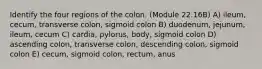 Identify the four regions of the colon. (Module 22.16B) A) ileum, cecum, transverse colon, sigmoid colon B) duodenum, jejunum, ileum, cecum C) cardia, pylorus, body, sigmoid colon D) ascending colon, transverse colon, descending colon, sigmoid colon E) cecum, sigmoid colon, rectum, anus