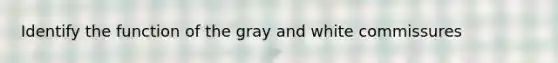 Identify the function of the gray and white commissures