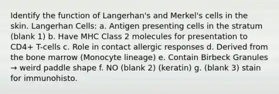 Identify the function of Langerhan's and Merkel's cells in the skin. Langerhan Cells: a. Antigen presenting cells in the stratum (blank 1) b. Have MHC Class 2 molecules for presentation to CD4+ T-cells c. Role in contact allergic responses d. Derived from the bone marrow (Monocyte lineage) e. Contain Birbeck Granules → weird paddle shape f. NO (blank 2) (keratin) g. (blank 3) stain for immunohisto.