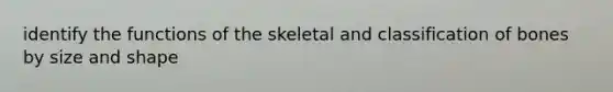 identify the functions of the skeletal and classification of bones by size and shape