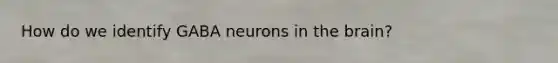 How do we identify GABA neurons in the brain?