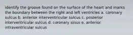 identify the groove found on the surface of the heart and marks the boundary between the right and left ventricles a. coronary sulcus b. anterior interventricular sulcus c. posterior interventricular sulcus d. coronary sinus e. anterior intraventricular sulcus