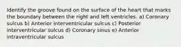 Identify the groove found on the surface of the heart that marks the boundary between the right and left ventricles. a) Coronary sulcus b) Anterior interventricular sulcus c) Posterior interventricular sulcus d) Coronary sinus e) Anterior intraventricular sulcus