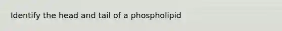 Identify the head and tail of a phospholipid