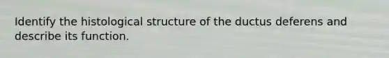 Identify the histological structure of the ductus deferens and describe its function.