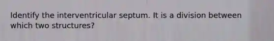 Identify the interventricular septum. It is a division between which two structures?