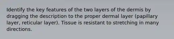 Identify the key features of the two layers of the dermis by dragging the description to the proper dermal layer (papillary layer, reticular layer). Tissue is resistant to stretching in many directions.