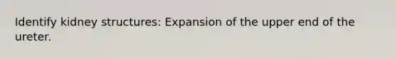 Identify kidney structures: Expansion of the upper end of the ureter.