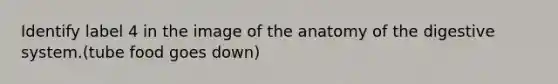 Identify label 4 in the image of the anatomy of the digestive system.(tube food goes down)