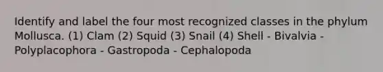 Identify and label the four most recognized classes in the phylum Mollusca. (1) Clam (2) Squid (3) Snail (4) Shell - Bivalvia - Polyplacophora - Gastropoda - Cephalopoda