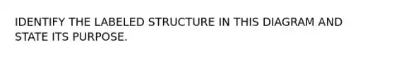 IDENTIFY THE LABELED STRUCTURE IN THIS DIAGRAM AND STATE ITS PURPOSE.