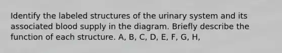 Identify the labeled structures of the urinary system and its associated blood supply in the diagram. Briefly describe the function of each structure. A, B, C, D, E, F, G, H,