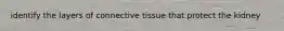 identify the layers of connective tissue that protect the kidney