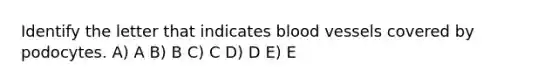 Identify the letter that indicates blood vessels covered by podocytes. A) A B) B C) C D) D E) E