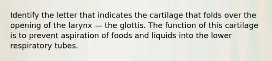 Identify the letter that indicates the cartilage that folds over the opening of the larynx — the glottis. The function of this cartilage is to prevent aspiration of foods and liquids into the lower respiratory tubes.