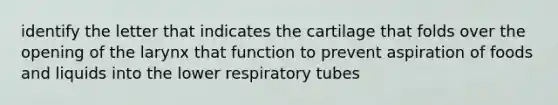 identify the letter that indicates the cartilage that folds over the opening of the larynx that function to prevent aspiration of foods and liquids into the lower respiratory tubes