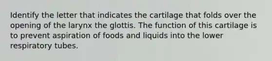 Identify the letter that indicates the cartilage that folds over the opening of the larynx the glottis. The function of this cartilage is to prevent aspiration of foods and liquids into the lower respiratory tubes.