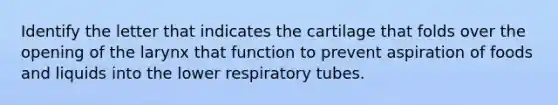 Identify the letter that indicates the cartilage that folds over the opening of the larynx that function to prevent aspiration of foods and liquids into the lower respiratory tubes.