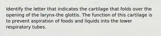 Identify the letter that indicates the cartilage that folds over the opening of the larynx-the glottis. The function of this cartilage is to prevent aspiration of foods and liquids into the lower respiratory tubes.