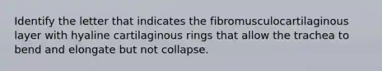 Identify the letter that indicates the fibromusculocartilaginous layer with hyaline cartilaginous rings that allow the trachea to bend and elongate but not collapse.