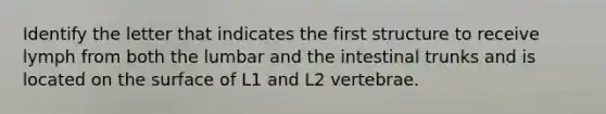 Identify the letter that indicates the first structure to receive lymph from both the lumbar and the intestinal trunks and is located on the surface of L1 and L2 vertebrae.