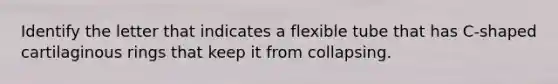 Identify the letter that indicates a flexible tube that has C-shaped cartilaginous rings that keep it from collapsing.