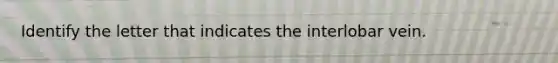 Identify the letter that indicates the interlobar vein.