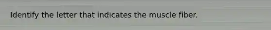 Identify the letter that indicates the muscle fiber.