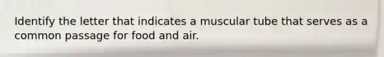 Identify the letter that indicates a muscular tube that serves as a common passage for food and air.